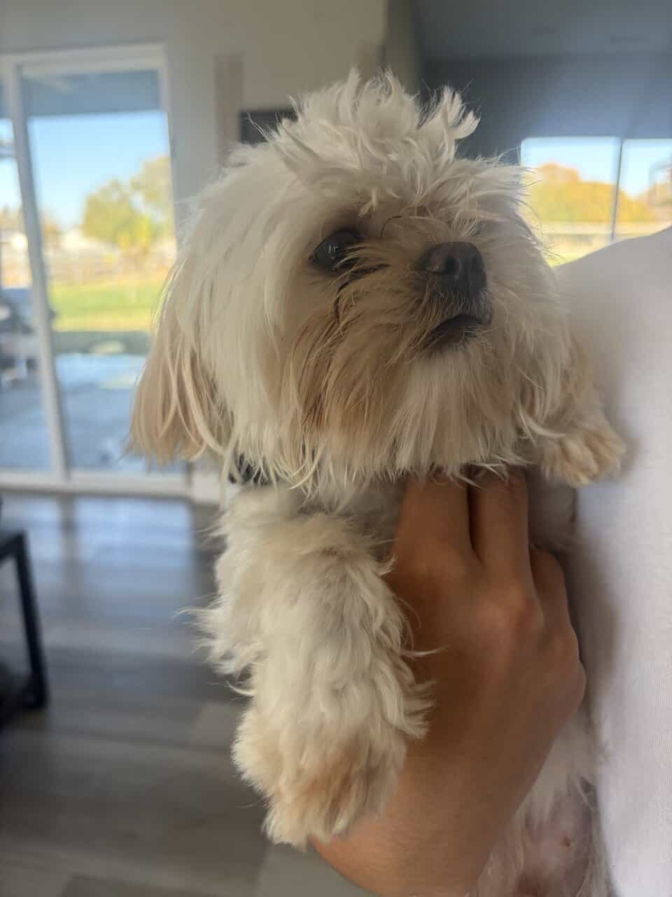 Small Shih Tzu image 2