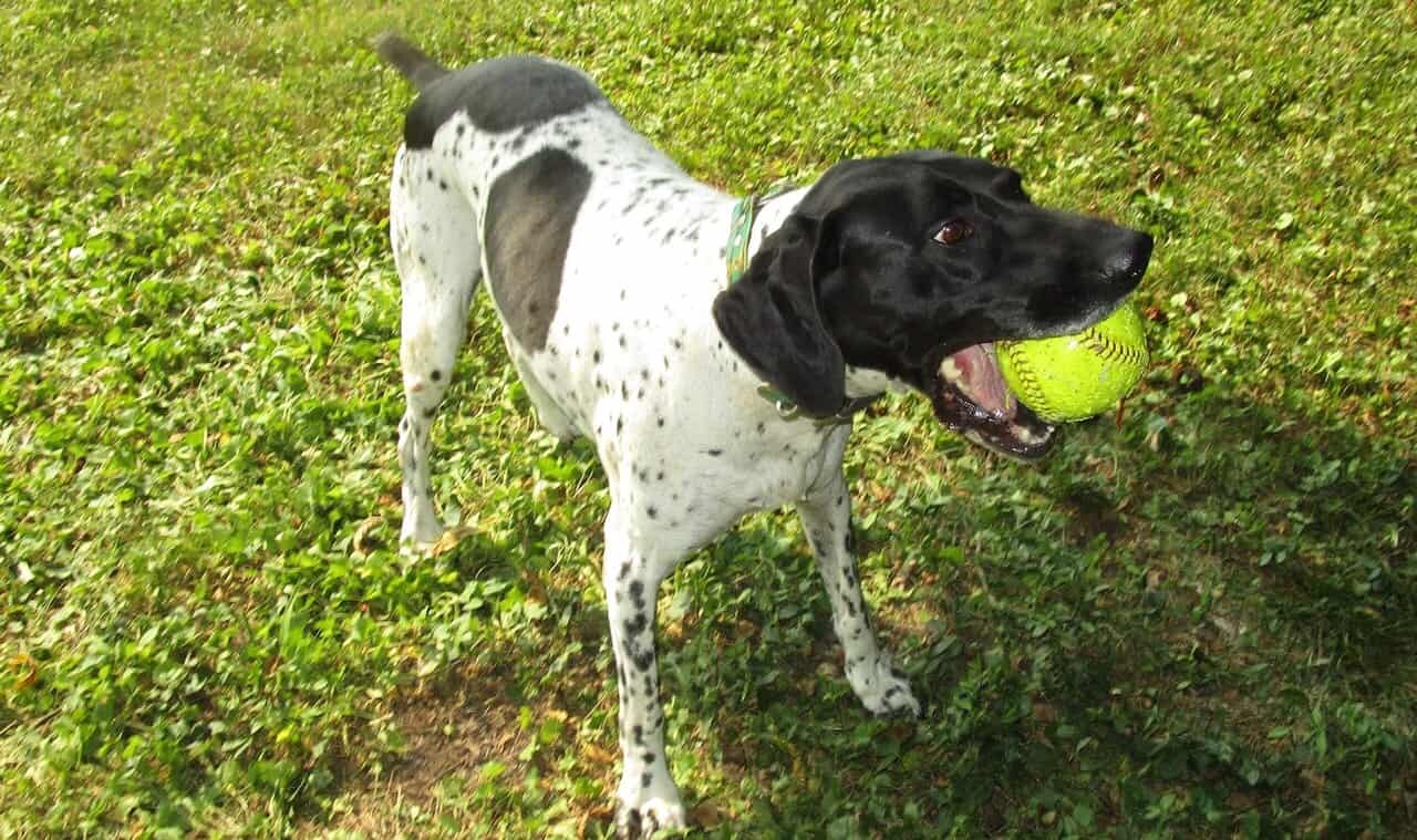 Seeking good home for sweet 9 year old dog image 1