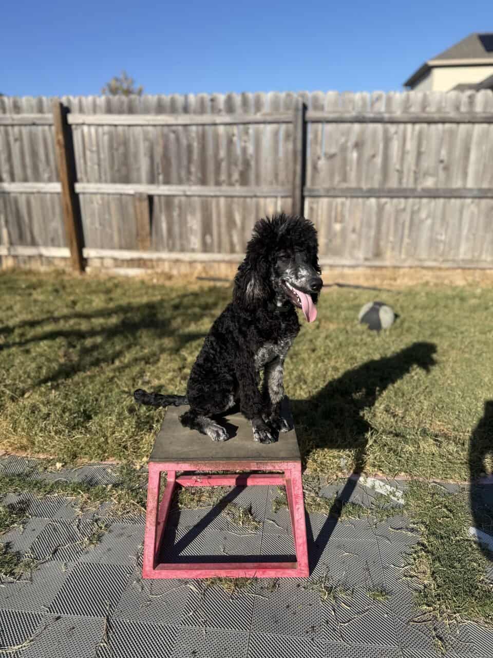 Moyen Standard Poodles image 3