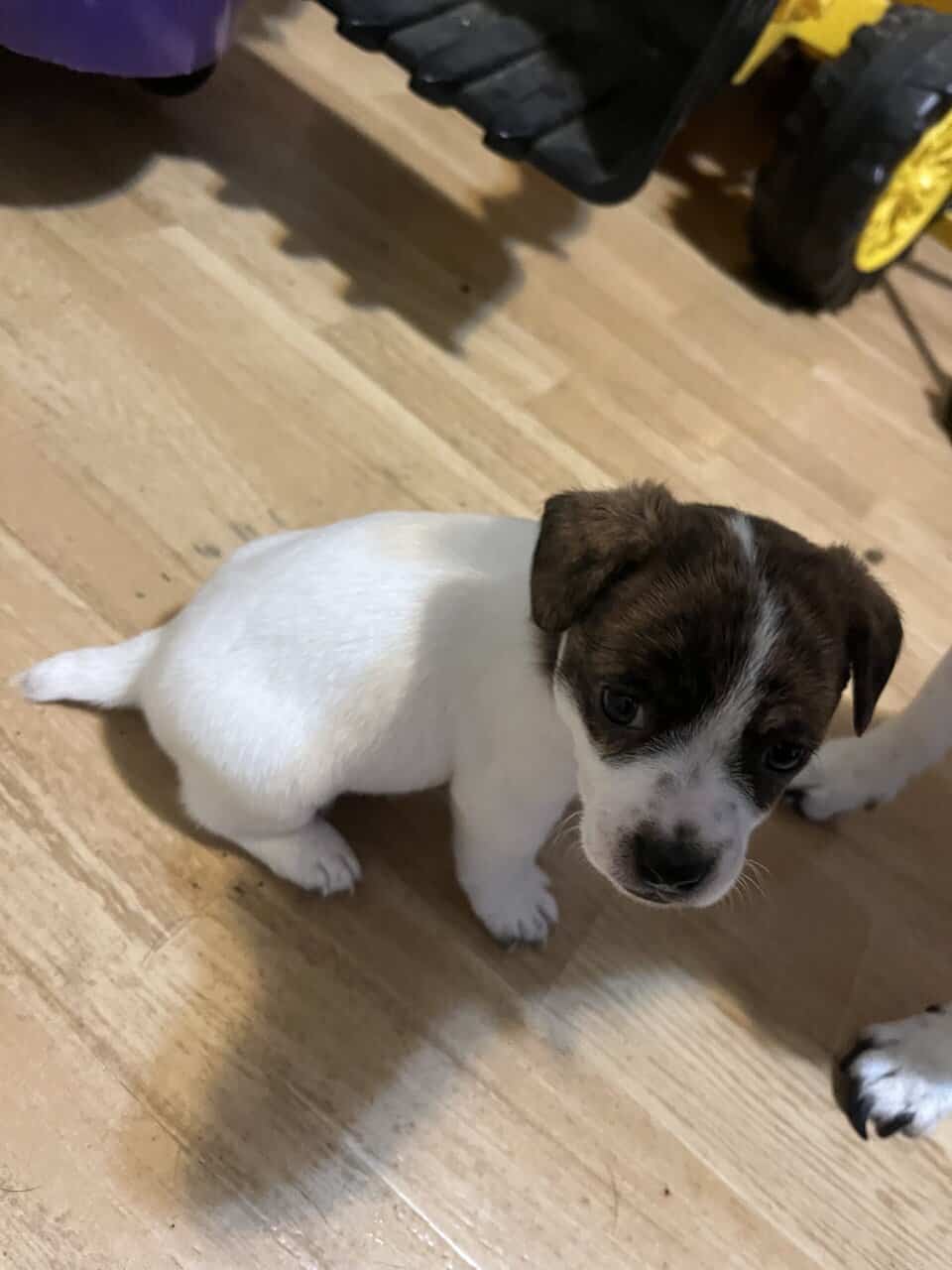 Jack Russell puppies image 3