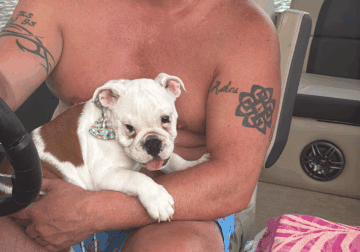 English Bulldog – Hiccup 10mths old