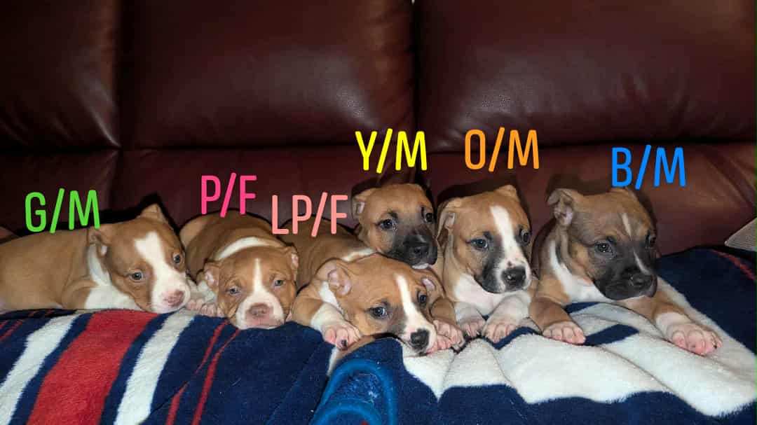 Puppies looking for fur-ever homes image 3