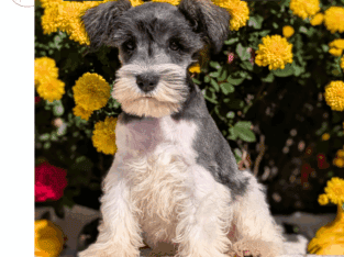 Ziggy (AKC Mini Schnauzer)