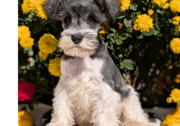 Ziggy (AKC Mini Schnauzer)