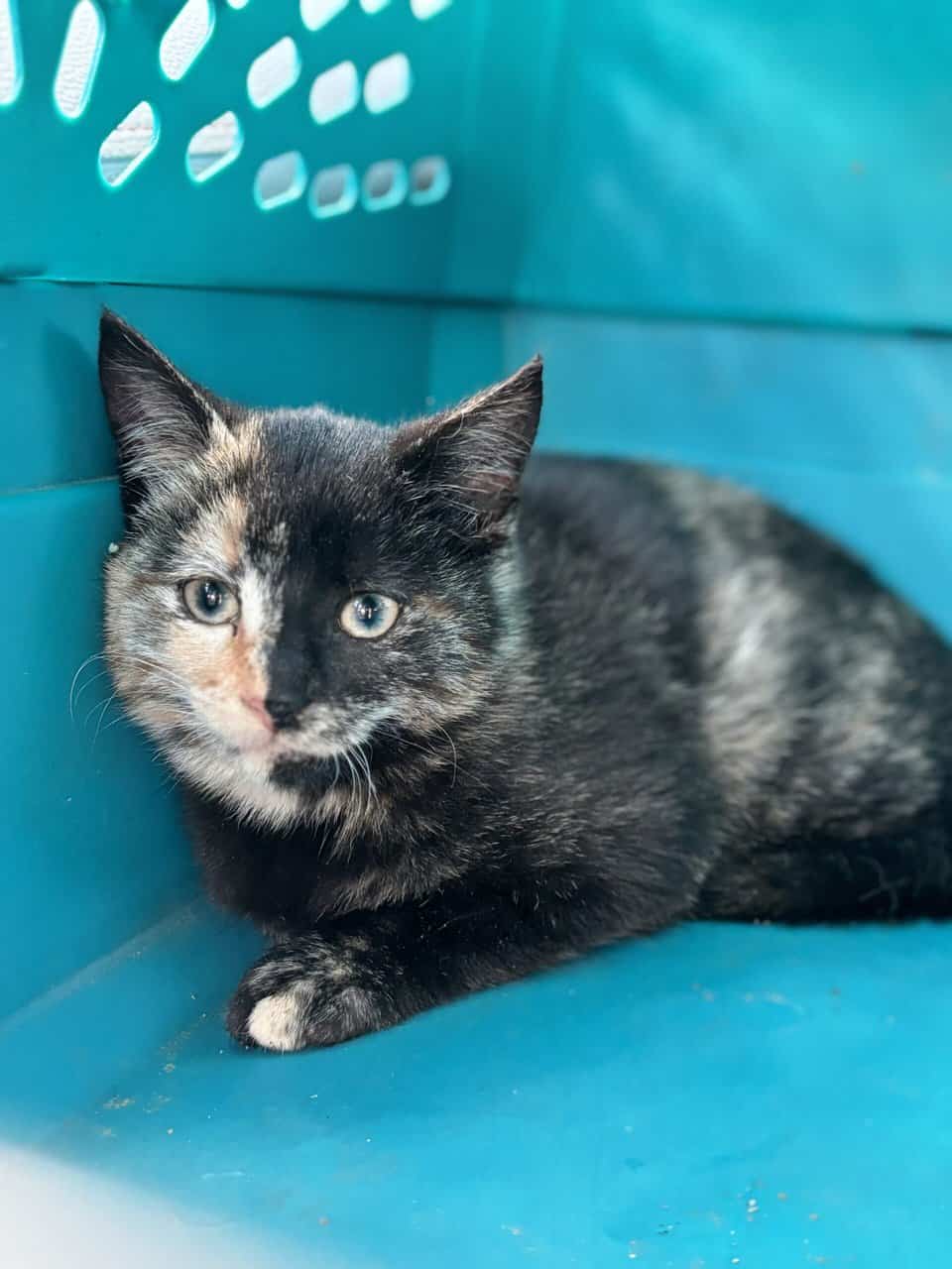 12 Week Old Female Tort Kitten image 2