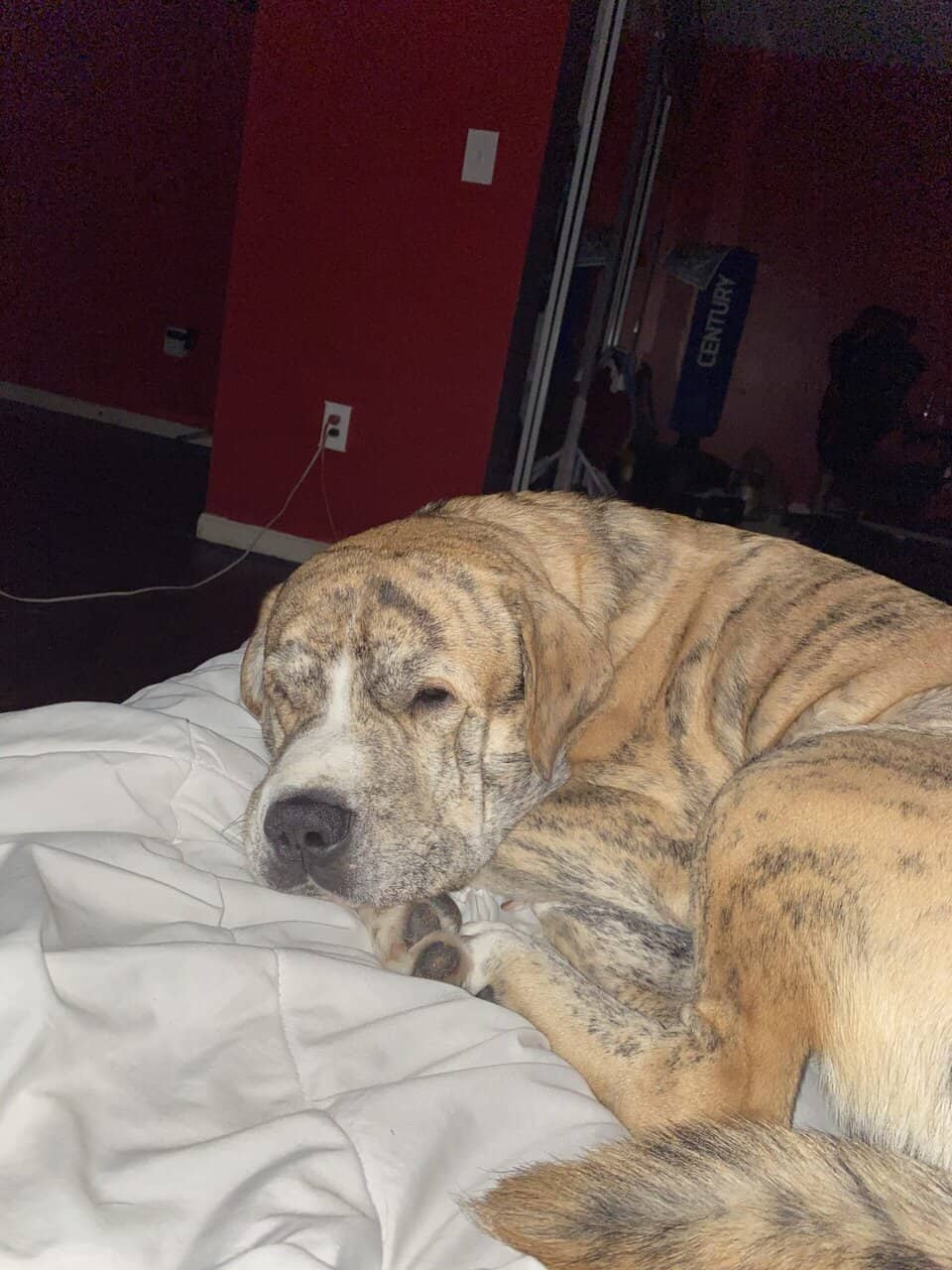 looking to rehome my pitbull, great pyrneese mix image 1