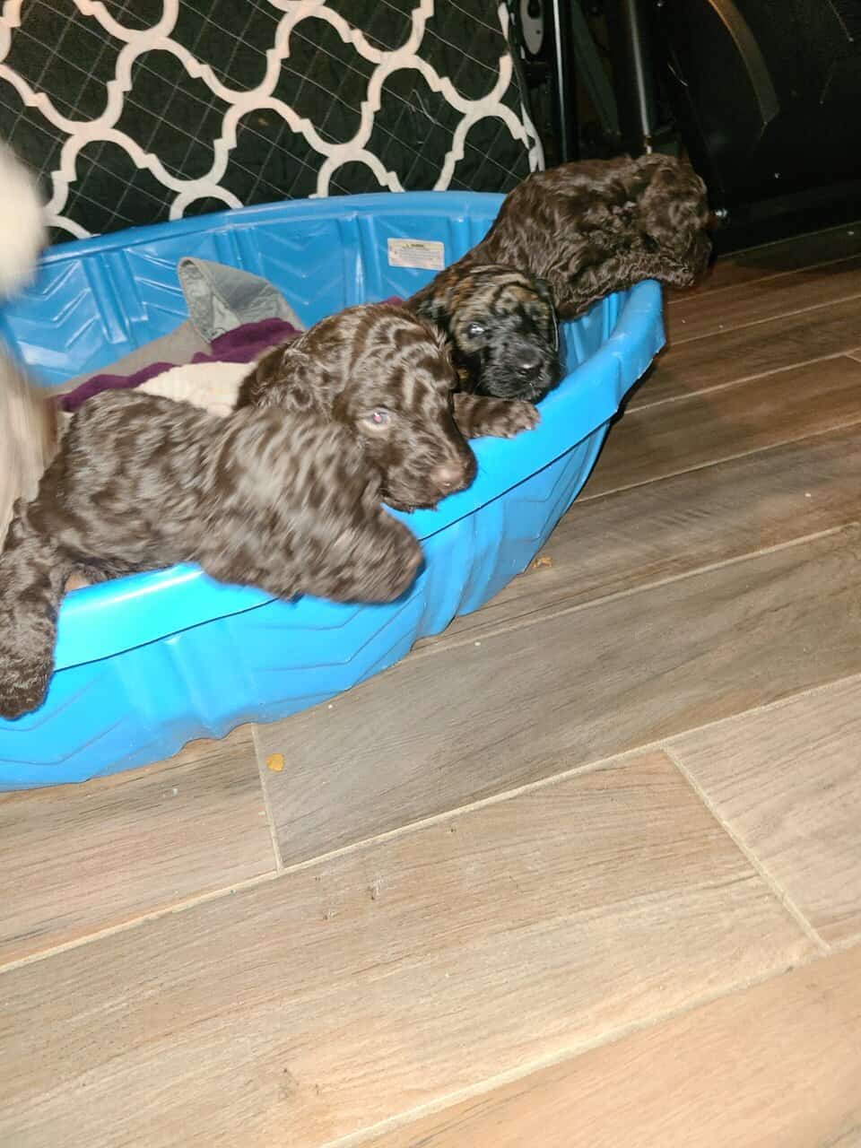 AKC registered Standard Poodle Dam had her puppies image 2