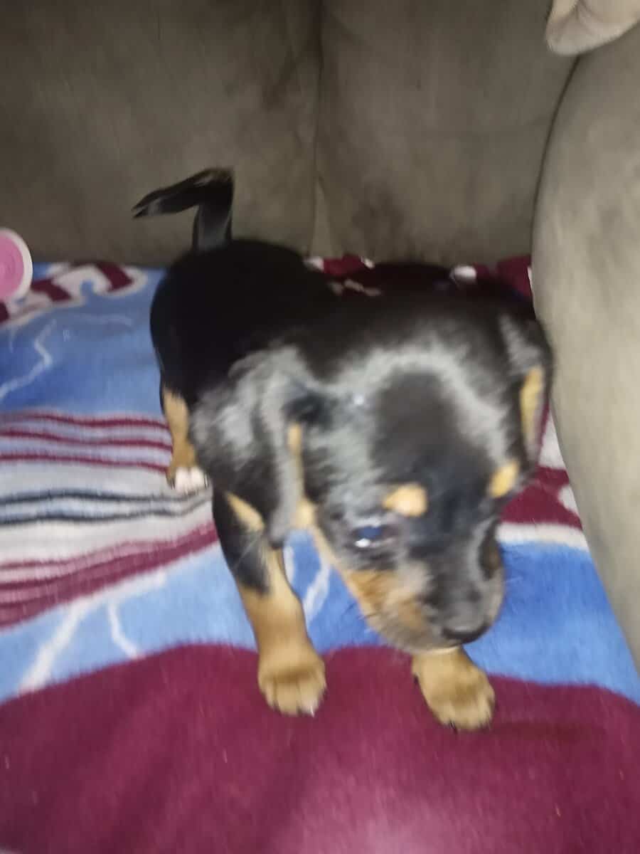 Chiweenie Puppies image 2