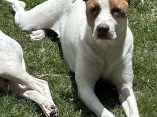 Free to Good Home / Local pick up