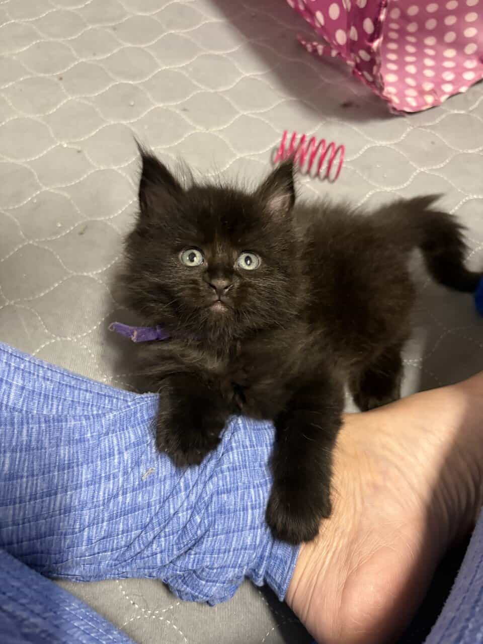 Maine Coon Kittens image 10