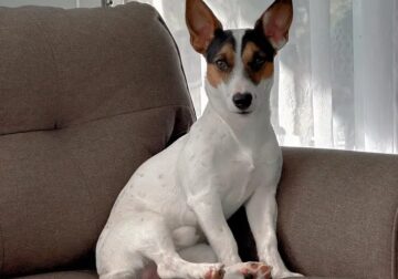 Jack Russell X Rat Terrier