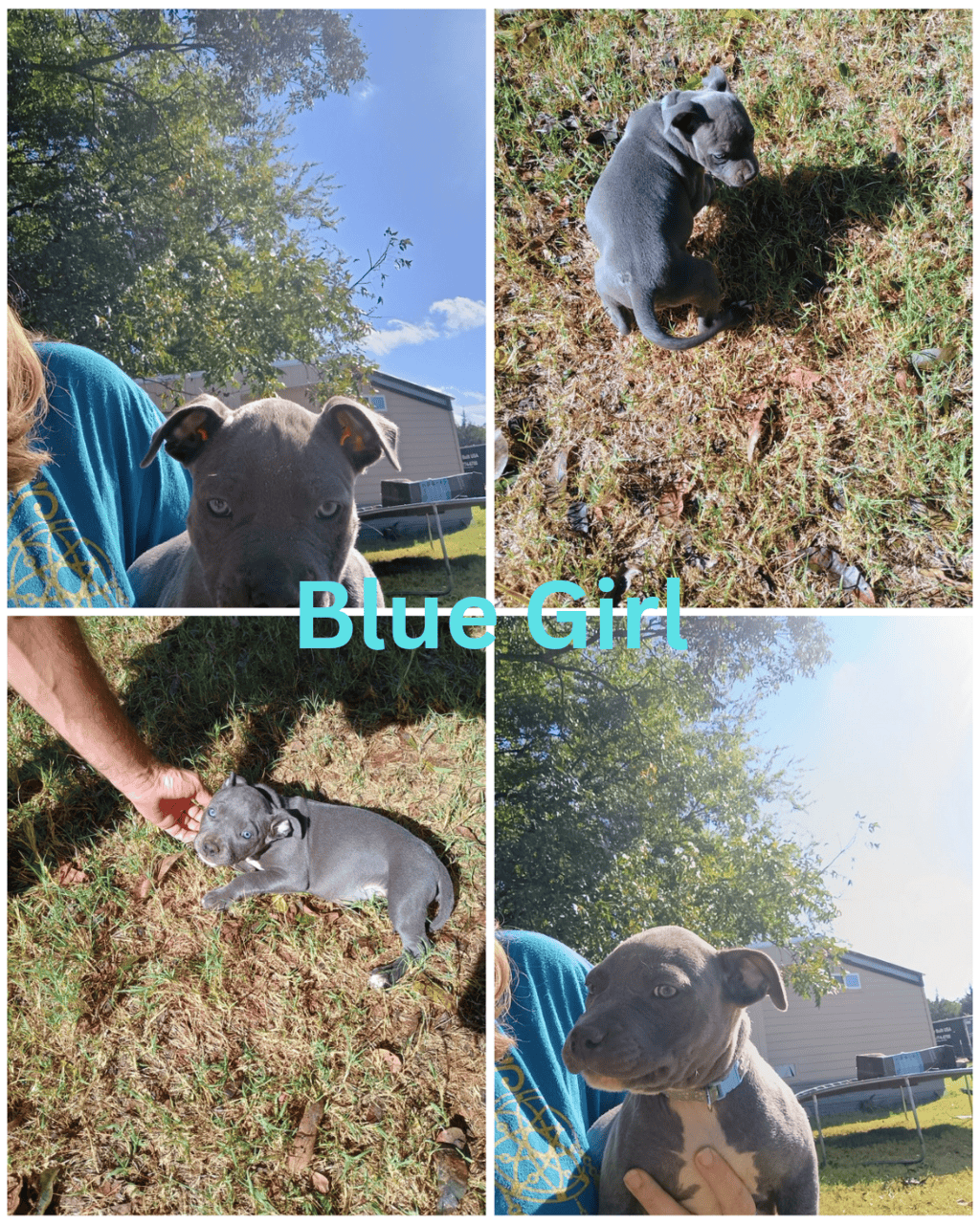 Blue nose Pitbull puppies image 4