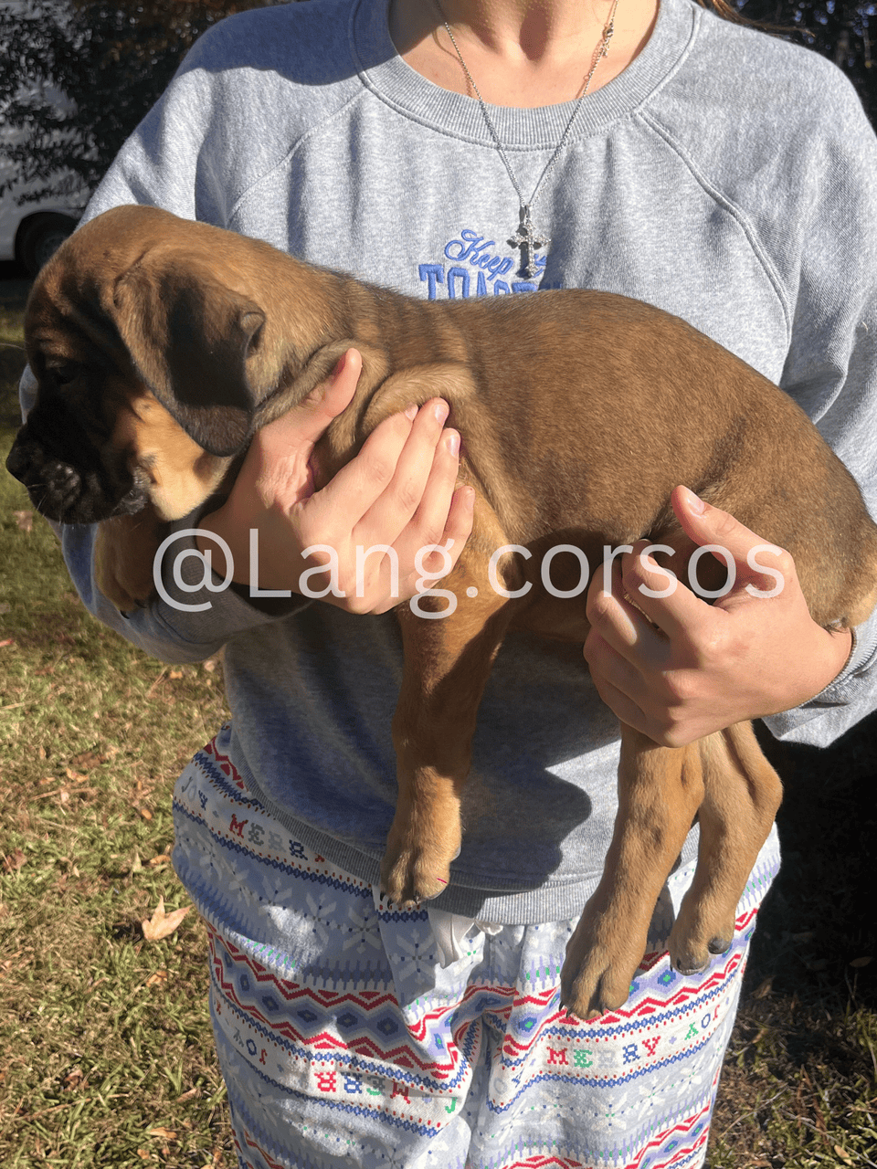 Cane corso puppies for sale image 3