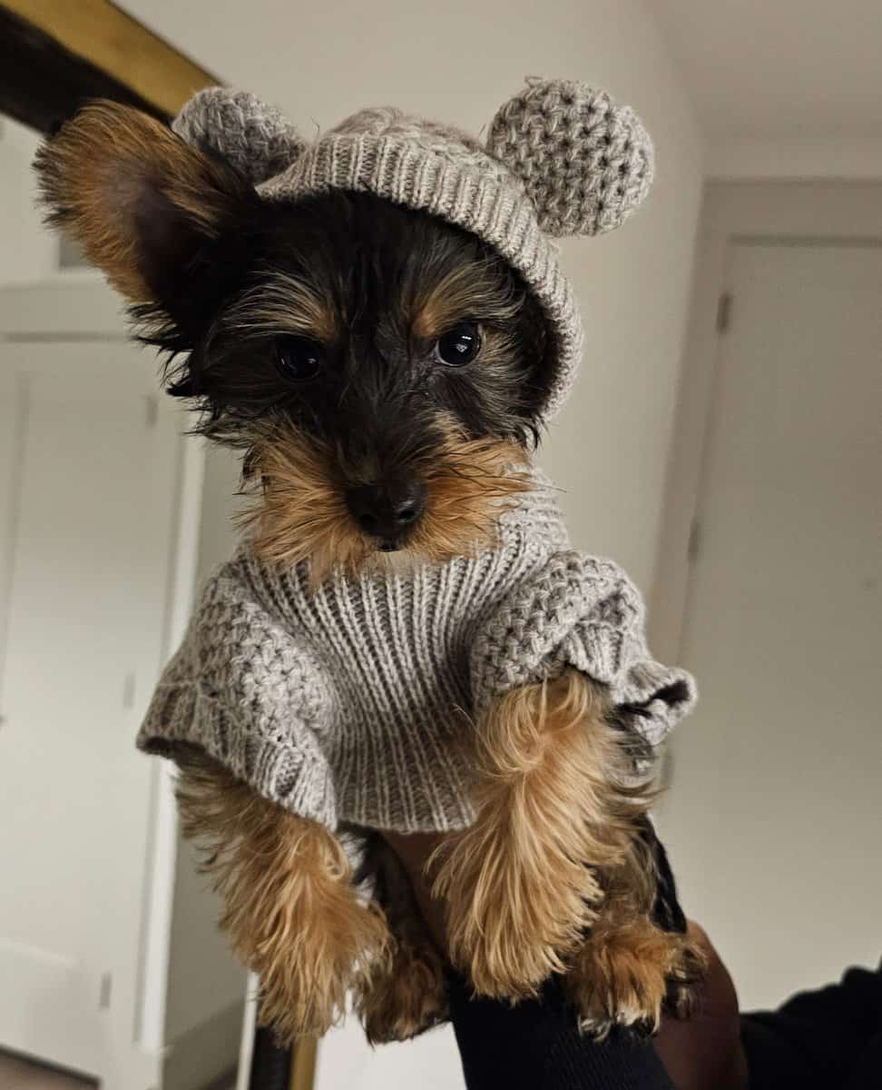 Miniature Yorkshire Terrier image 2