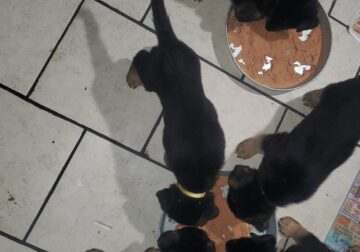 GERMAN SHEPHER PUPPIES