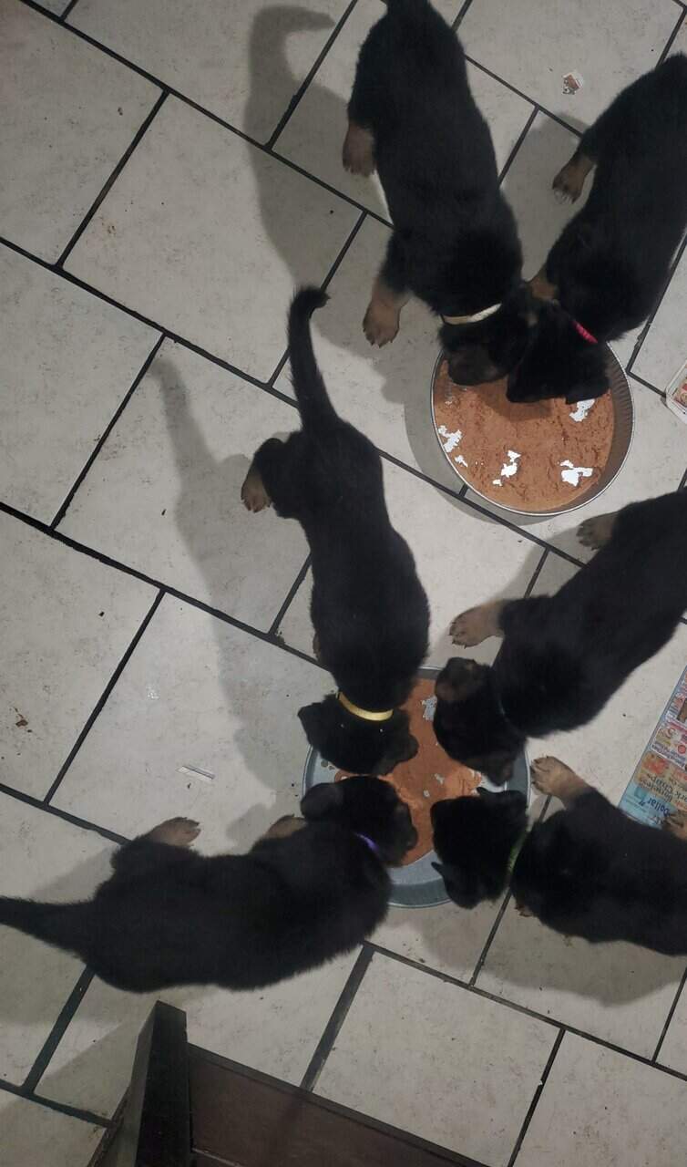 GERMAN SHEPHER PUPPIES image 1