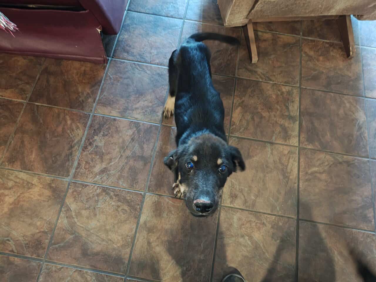 Rehoming a puppy image 1