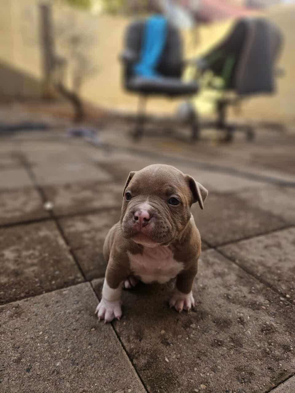 Tri merle French Bulldog/American bulldog image 3