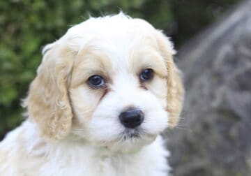 Rocky, a cockapoo puppy born on 9.15.25