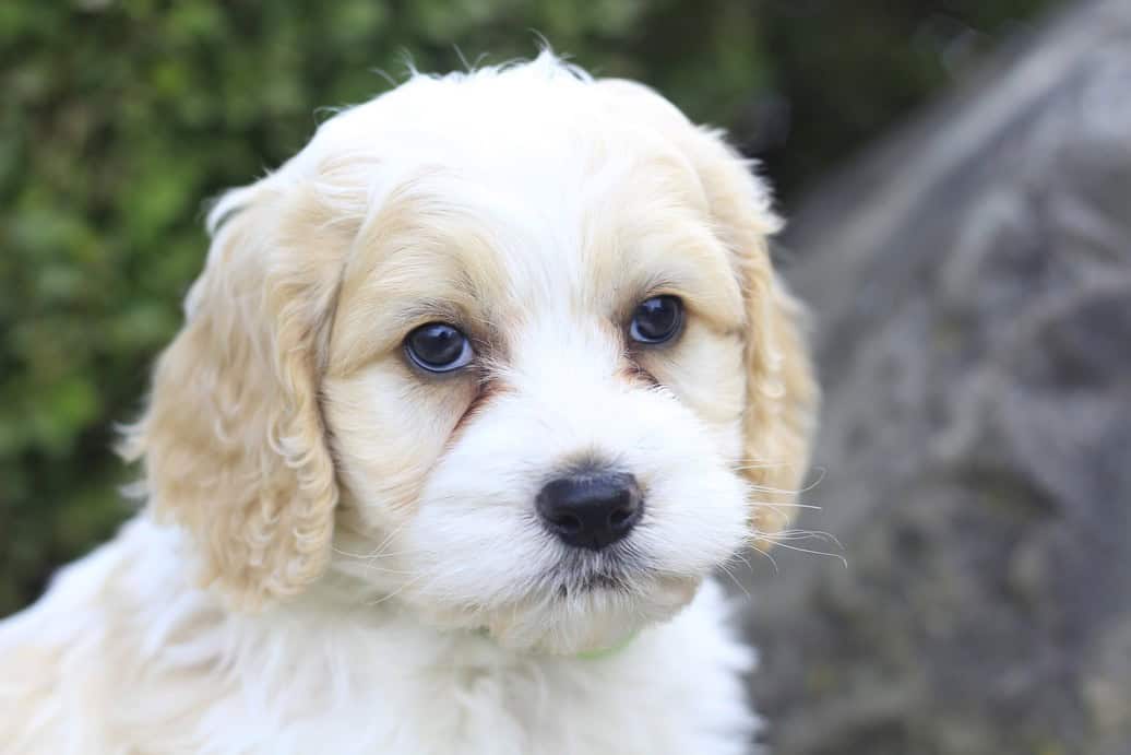 Rocky, a cockapoo puppy born on 9.15.25 image 1