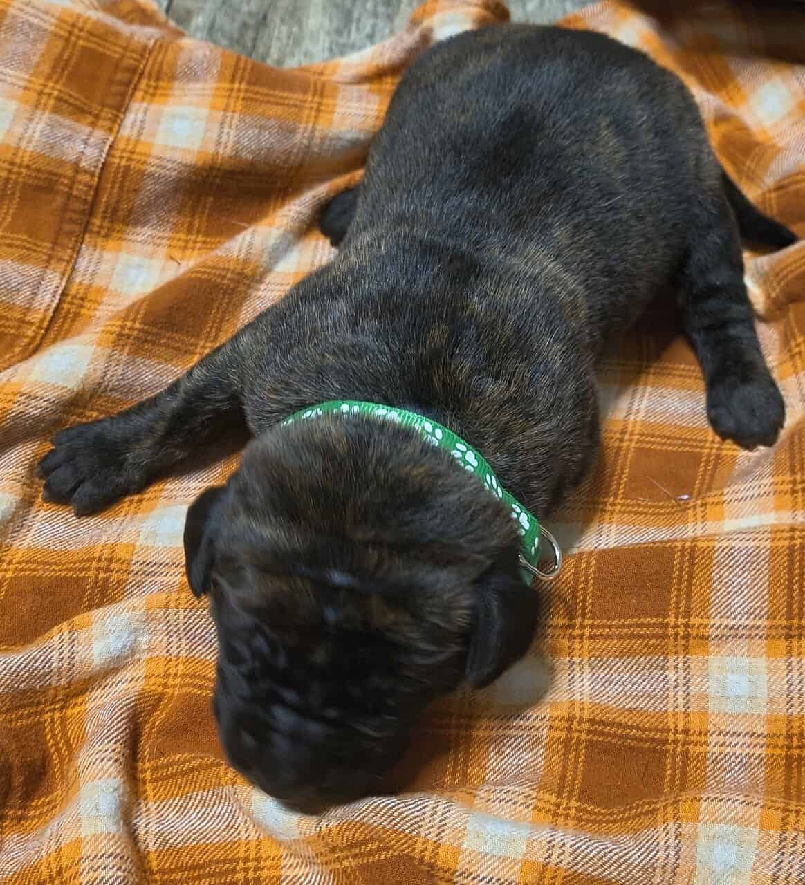 English Mastiff Puppies image 4