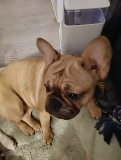 1500 for 2 French Bulldog image 1