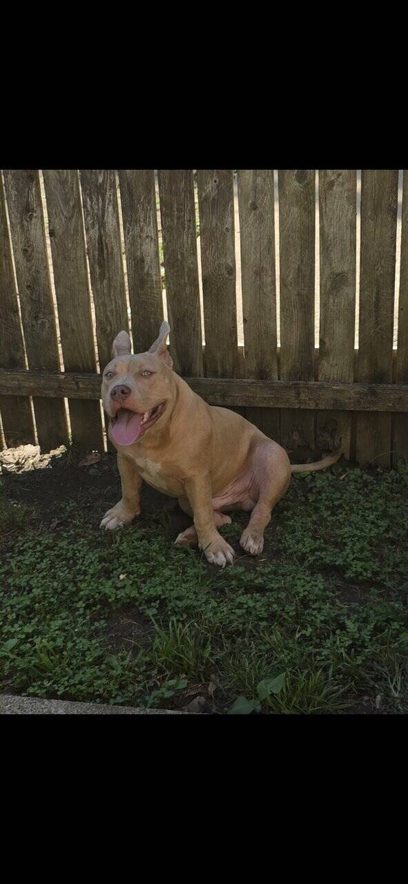 American bully couple months old image 4