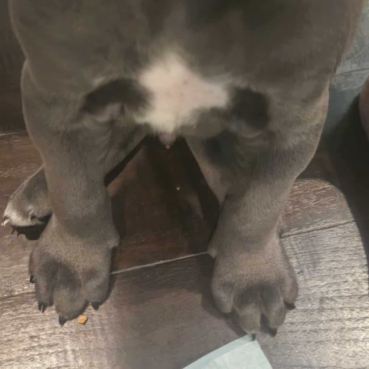 Cane corso puppies for sale image 5