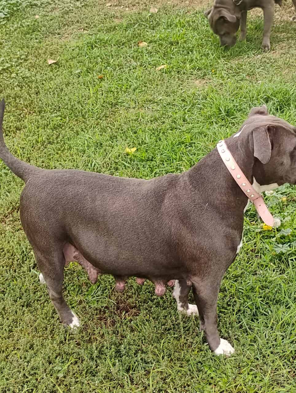 8 American bully/Staffordshire terrier puppies image 10