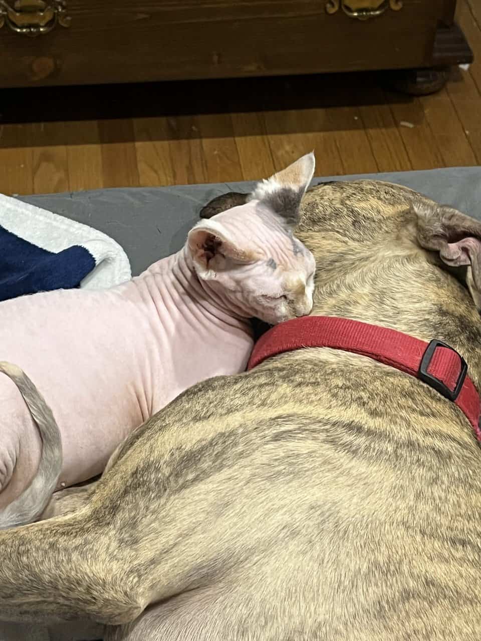 Sphynx Cat image 1