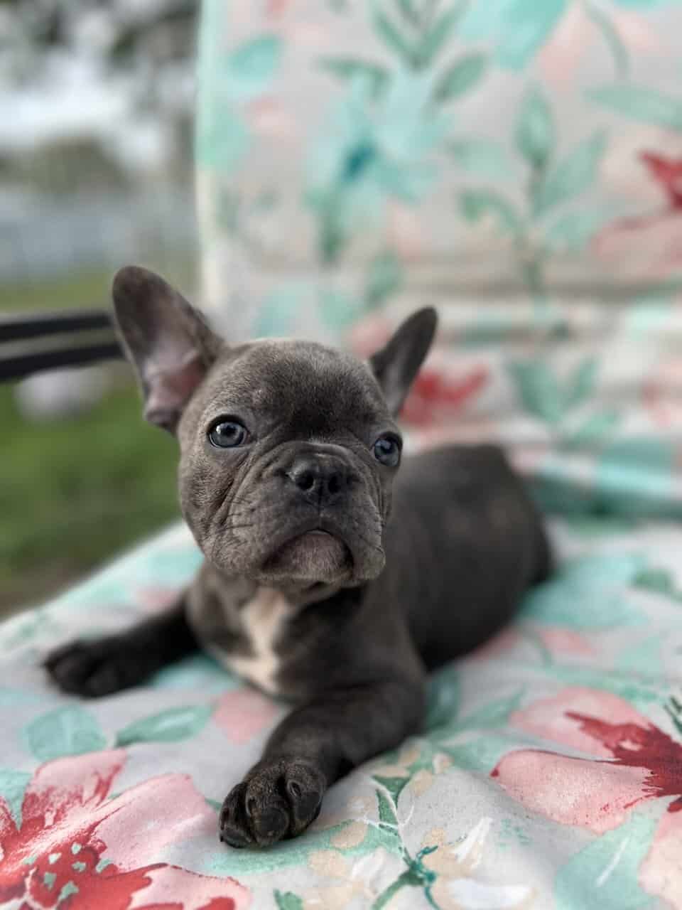 Blue French bulldog puppies image 1