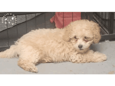 Male Maltipoo ( Chris)