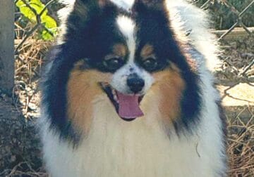 CALLIE – CKC Pomeranian female