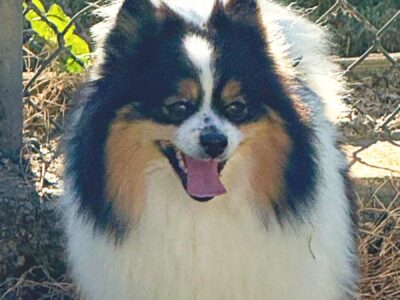 CALLIE – CKC Pomeranian female