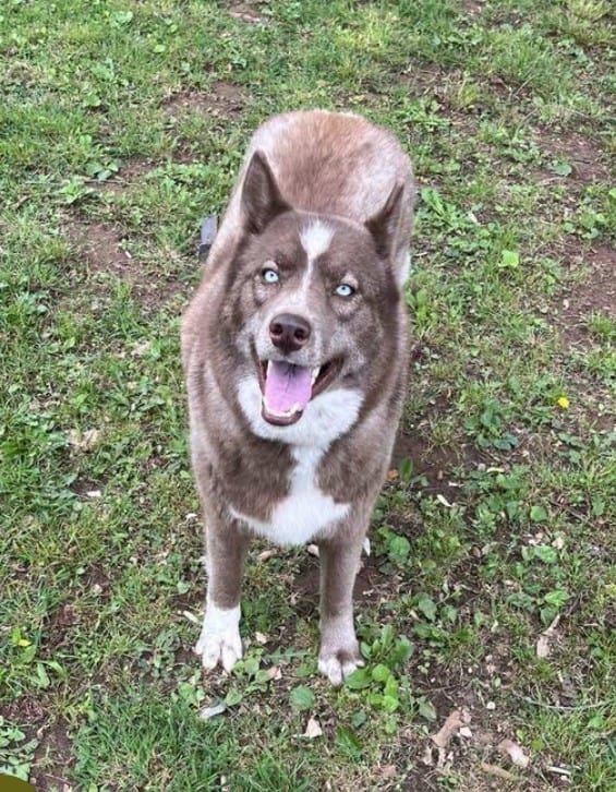 Female Siberian husky needs to be rehomed image 1