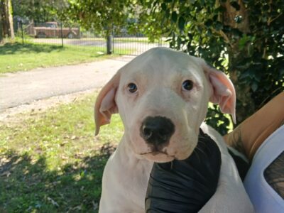 Thor, American Pit Bull Terrier Puppy