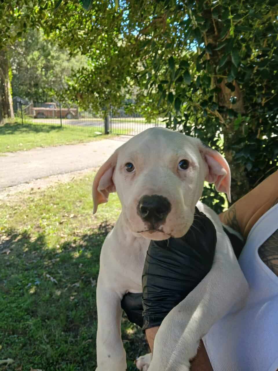 Thor, American Pit Bull Terrier Puppy image 1