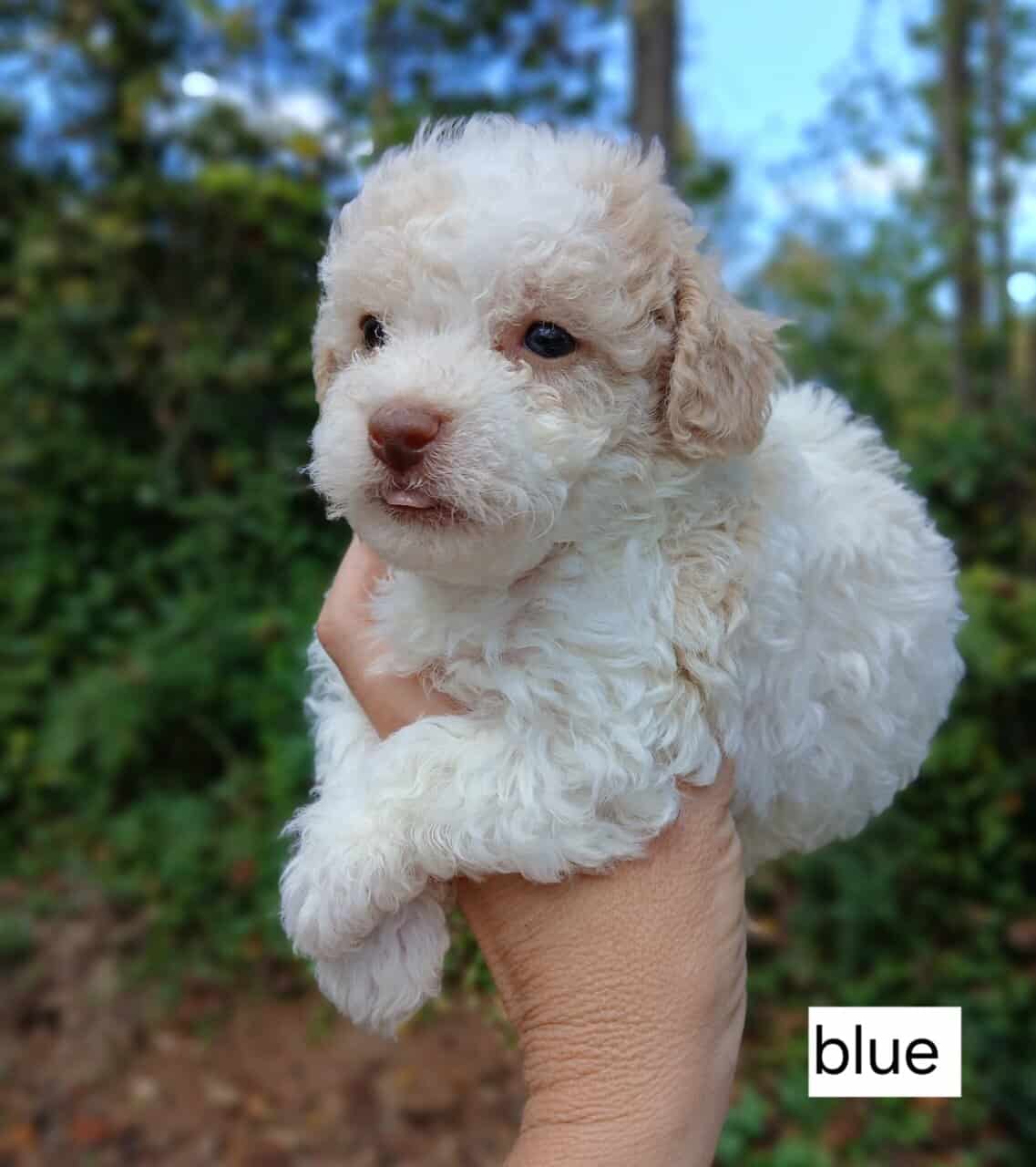 CKC REGISTERED TOY POODLES image 1
