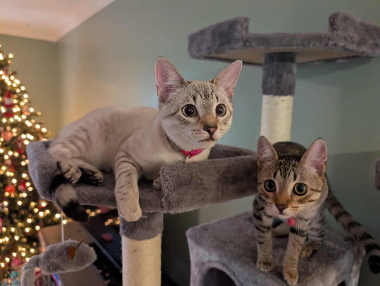 Bonded Brother & Sister image 1
