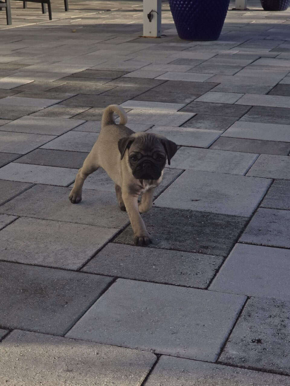 Cute PUG puppies image 2