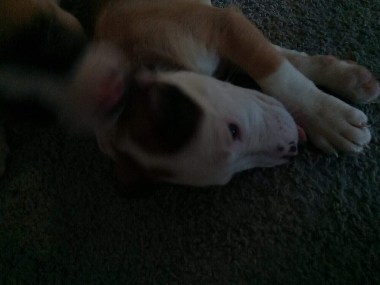 Puppies for Sale image 2