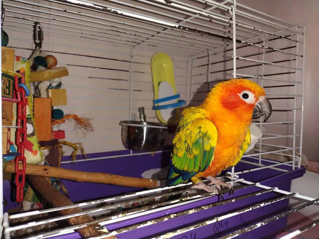 Sun Conure for sale image 1