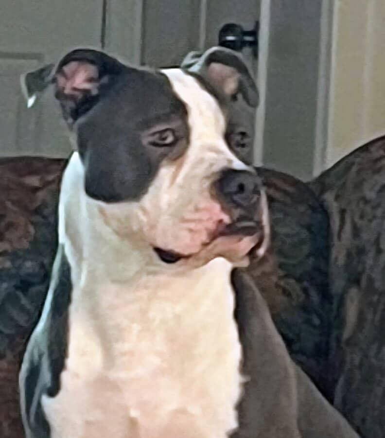 Sir Arthur image 1
