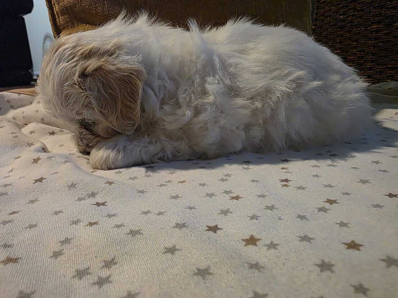 Maltipoo mix image 2