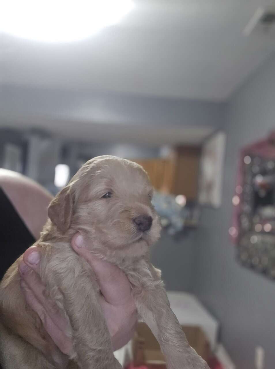 Goldendoodles image 6