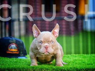 American bully