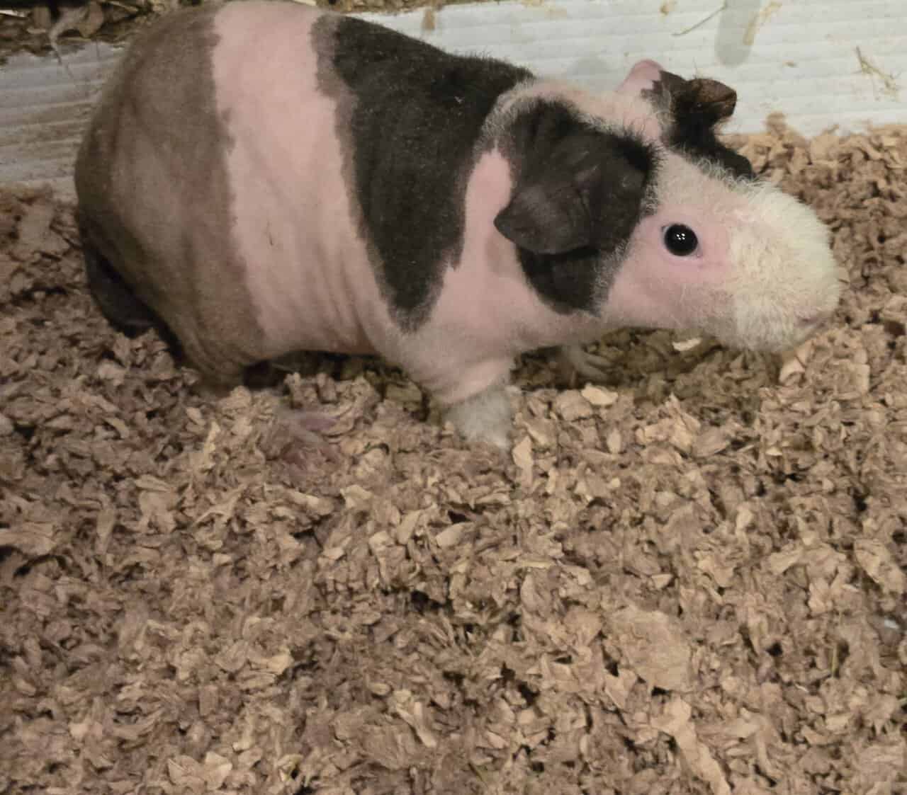 Skinny Pigs image 1