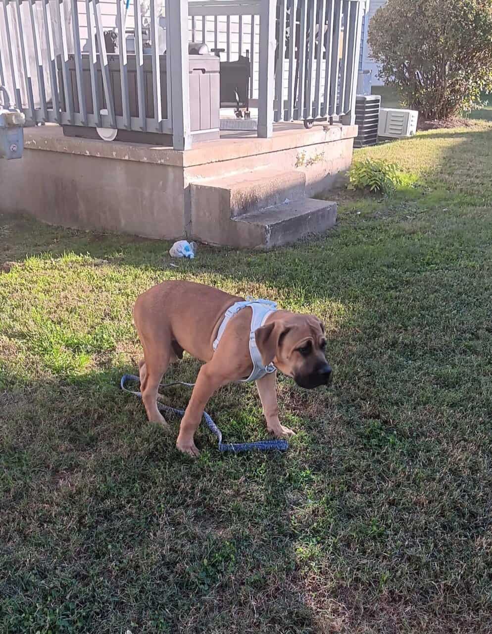 Cane Corso puppy image 3