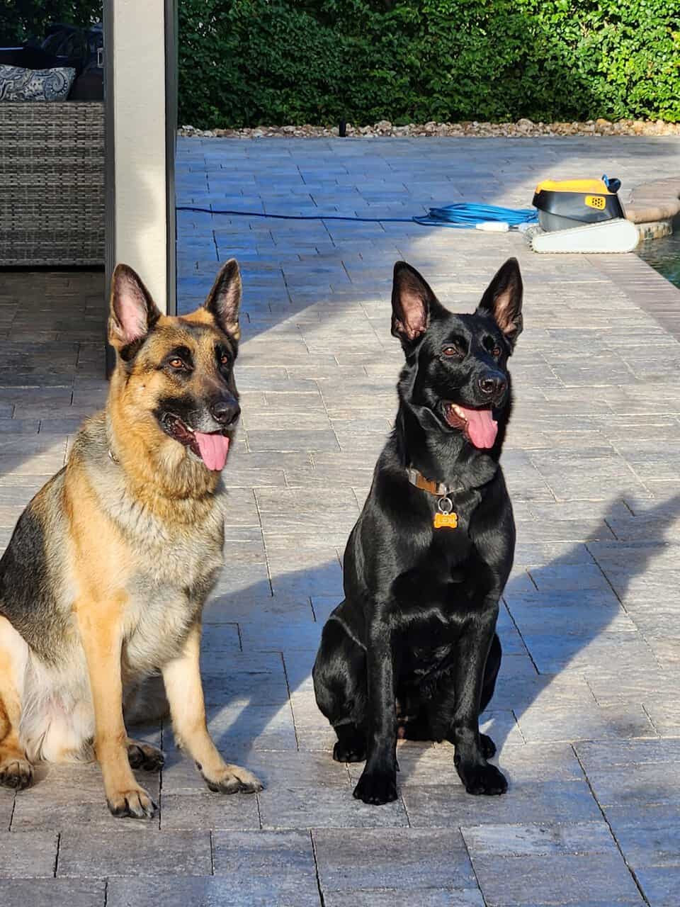 German Shepherd- Female image 7
