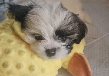 2 shitzu puppys, Boys Born September 21,2025